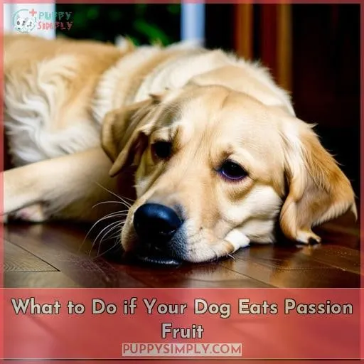 What to Do if Your Dog Eats Passion Fruit