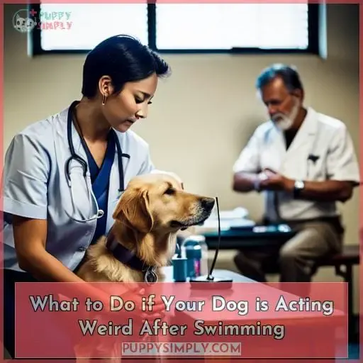 What to Do if Your Dog is Acting Weird After Swimming