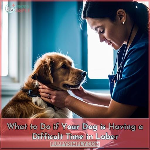 What to Do if Your Dog is Having a Difficult Time in Labor