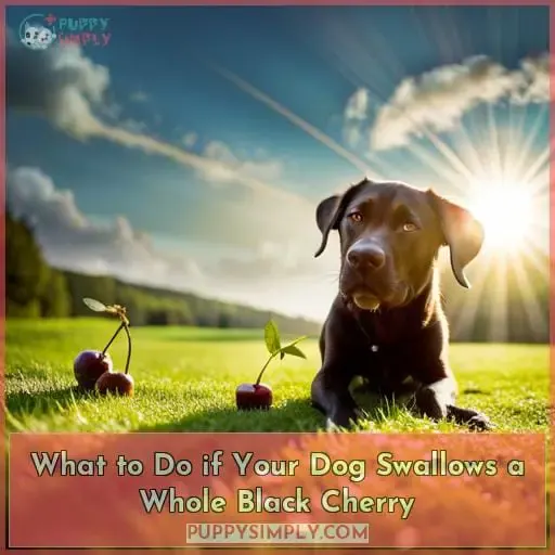What to Do if Your Dog Swallows a Whole Black Cherry
