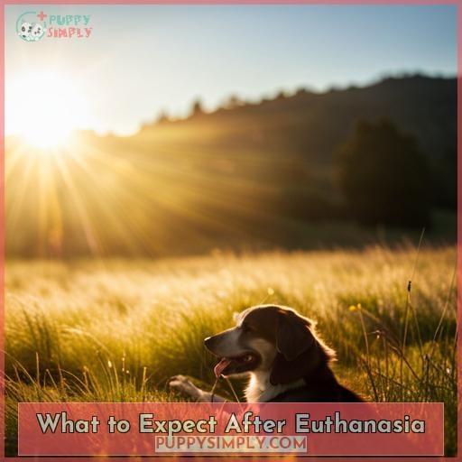 What to Expect After Euthanasia