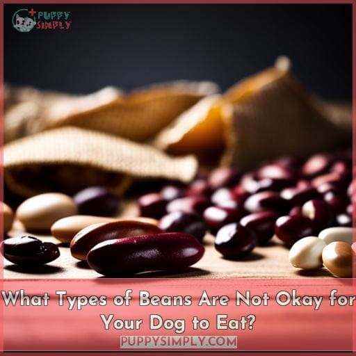 What Types of Beans Are Not Okay for Your Dog to Eat