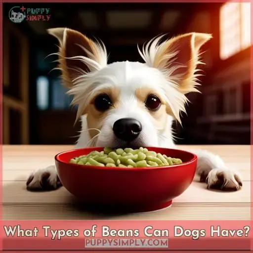 What Types of Beans Can Dogs Have