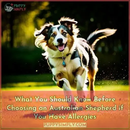 What You Should Know Before Choosing an Australian Shepherd if You Have Allergies