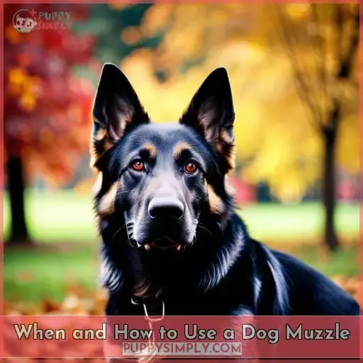 When and How to Use a Dog Muzzle