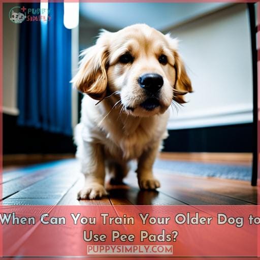 When Can You Train Your Older Dog to Use Pee Pads