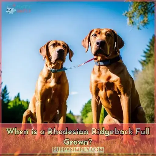 When is a Rhodesian Ridgeback Full Grown