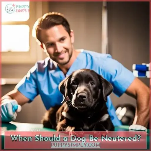 When Should a Dog Be Neutered