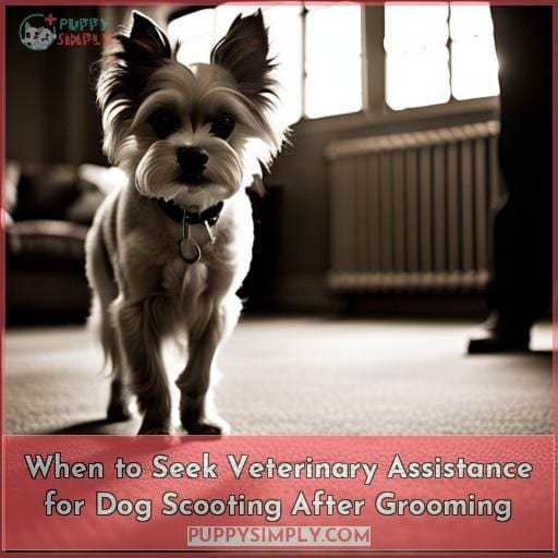 When to Seek Veterinary Assistance for Dog Scooting After Grooming