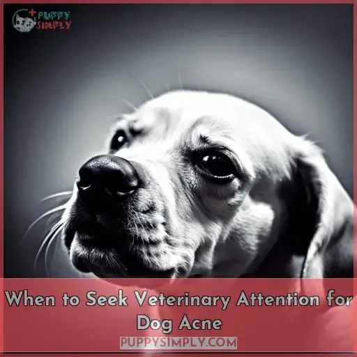 When to Seek Veterinary Attention for Dog Acne