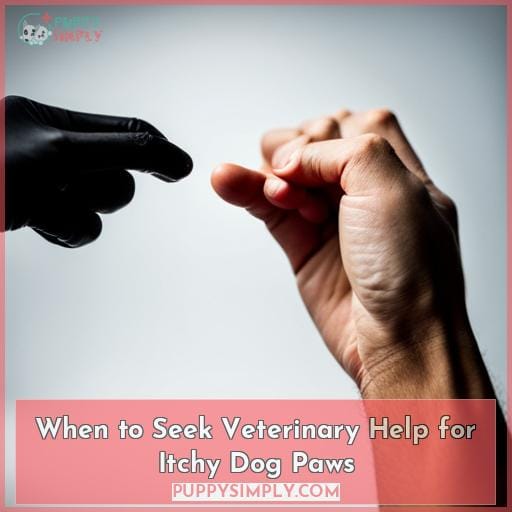 When to Seek Veterinary Help for Itchy Dog Paws