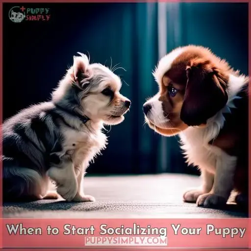 When to Start Socializing Your Puppy