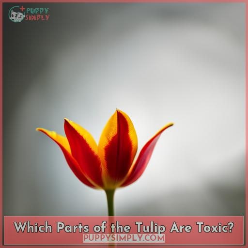 Which Parts of the Tulip Are Toxic