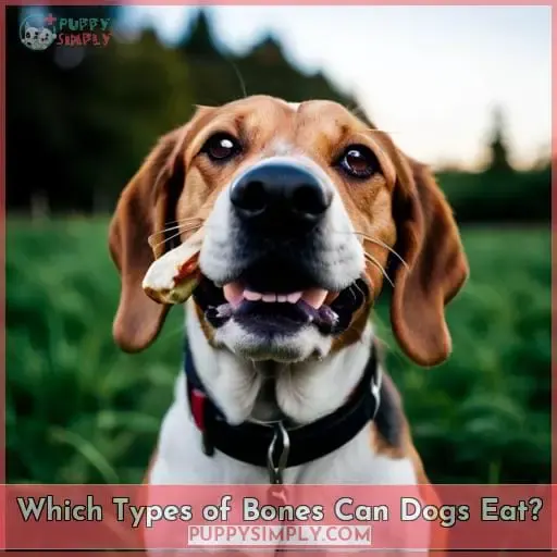 Which Types of Bones Can Dogs Eat