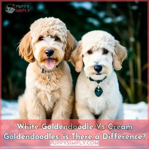 White Goldendoodle Vs Cream Goldendoodles: is There a Difference
