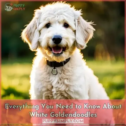 white goldendoodle