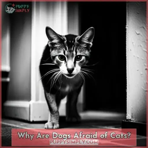 Why Are Dogs Afraid of Cats