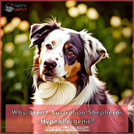 Are Australian Shepherds Hypoallergenic? Find the Best Breeds for ...