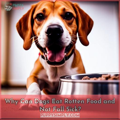 Why Can Dogs Eat Rotten Food and Not Fall Sick