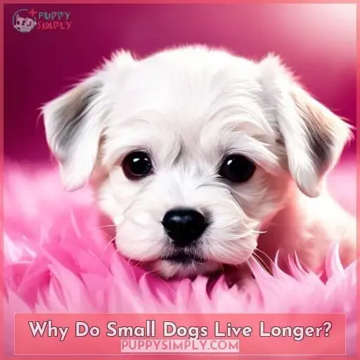 Why Do Small Dogs Live Longer