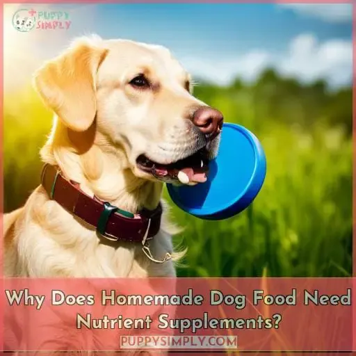 Why Does Homemade Dog Food Need Nutrient Supplements