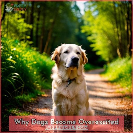 Why Dogs Become Overexcited