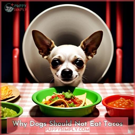 Why Dogs Should Not Eat Tacos