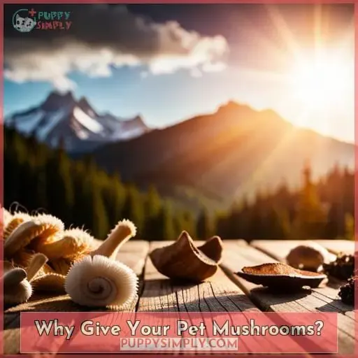 Why Give Your Pet Mushrooms