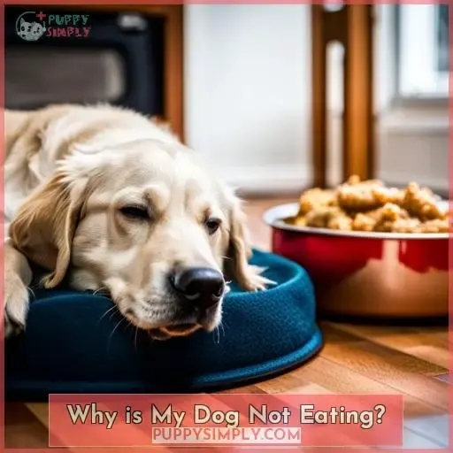 Why is My Dog Not Eating