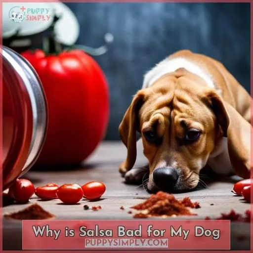 Why is Salsa Bad for My Dog