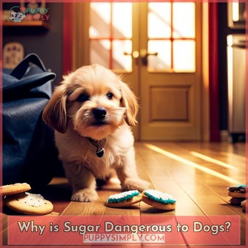 Why is Sugar Dangerous to Dogs