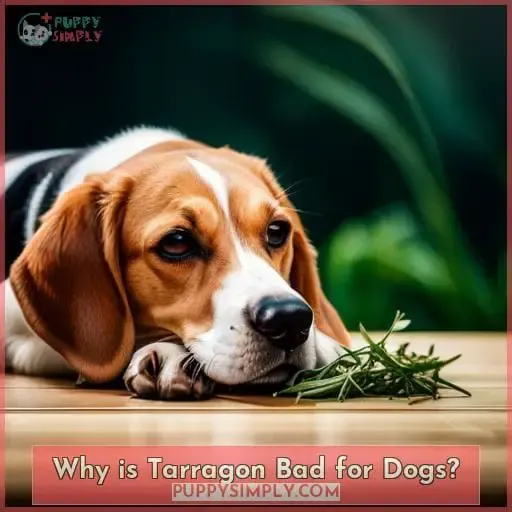 Why is Tarragon Bad for Dogs