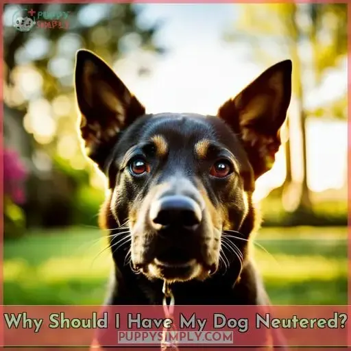 Why Should I Have My Dog Neutered