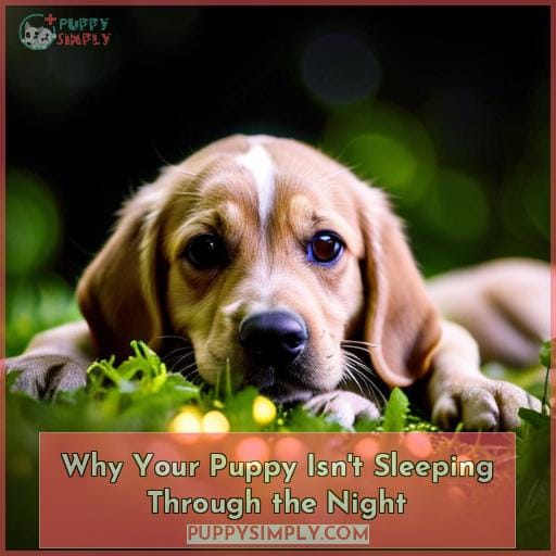 Why Your Puppy Isn