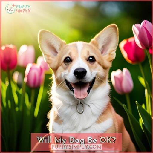 Will My Dog Be OK