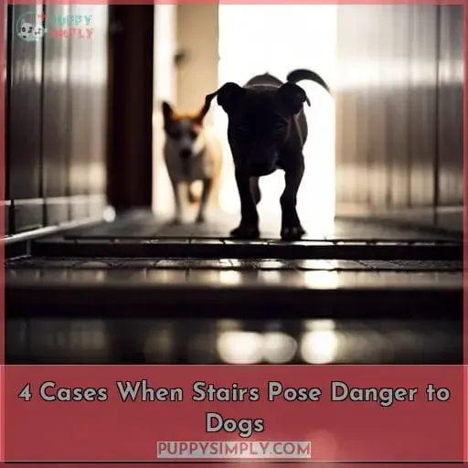 4 Cases When Stairs Pose Danger to Dogs