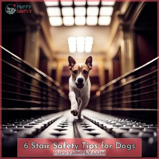 6 Stair Safety Tips for Dogs