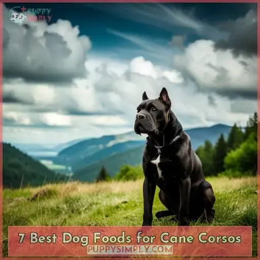 7 Best Dog Foods for Cane Corsos