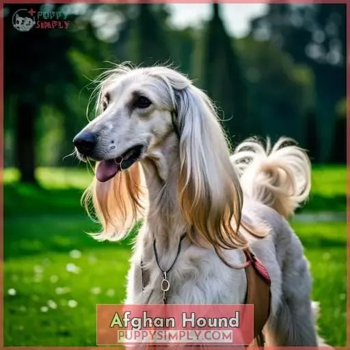 Afghan Hound