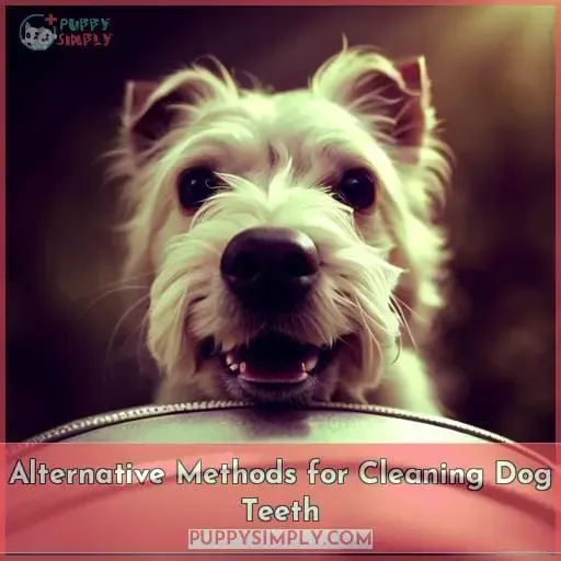 Alternative Methods for Cleaning Dog Teeth