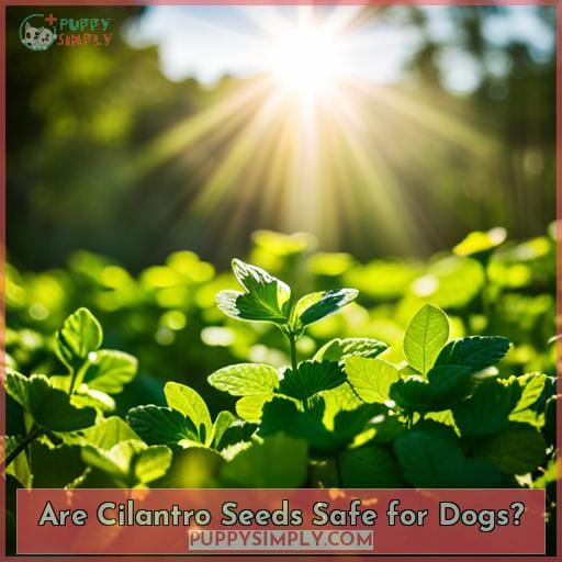 Are Cilantro Seeds Safe for Dogs
