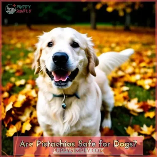 Are Pistachios Safe for Dogs
