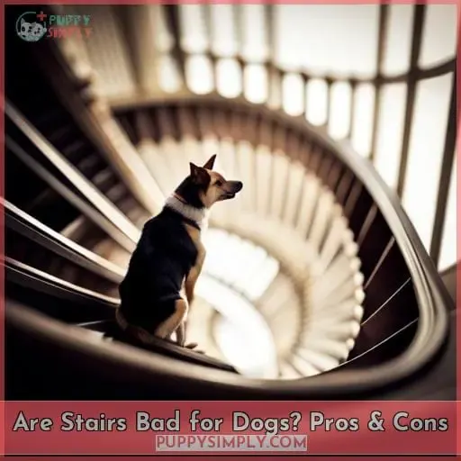 are stairs bad for dogs