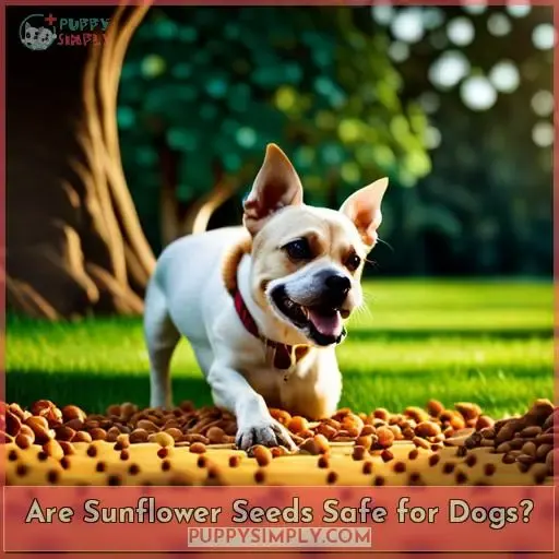 Can Dogs Eat Sunflower Seeds? Safe Feeding Tips