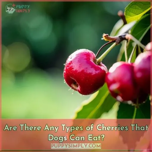 Are There Any Types of Cherries That Dogs Can Eat