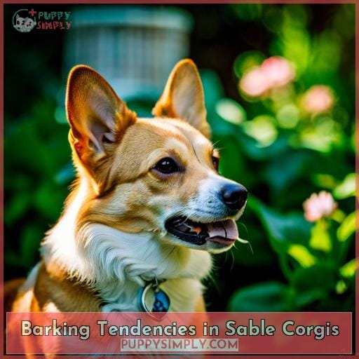 Barking Tendencies in Sable Corgis