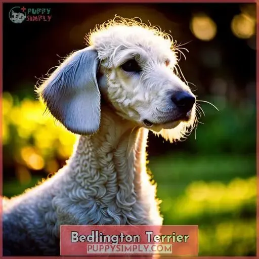 Bedlington Terrier