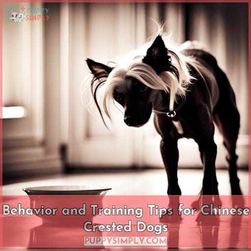 Behavior and Training Tips for Chinese Crested Dogs