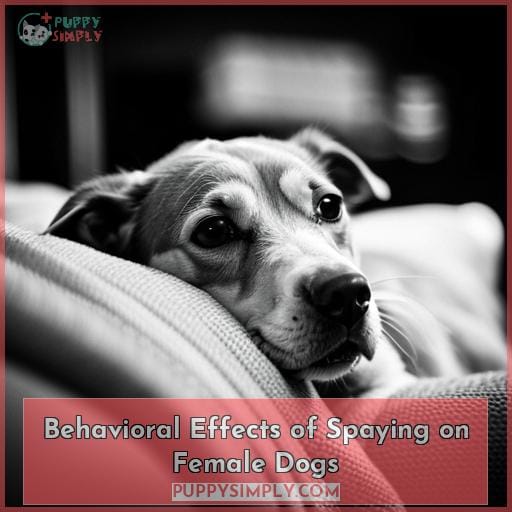 Behavioral Effects of Spaying on Female Dogs