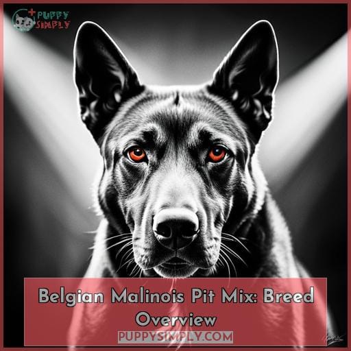Belgian Malinois Pit Mix: Breed Overview